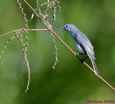 DSC_6586_001.JPG