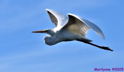 DSC_6589_001.JPG