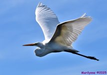 DSC_6590_001.JPG
