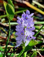 DSC_6601_001.JPG