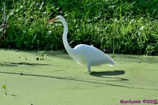 DSC_6603_001.JPG