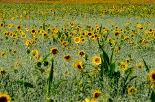 sunflower field sm.jpg