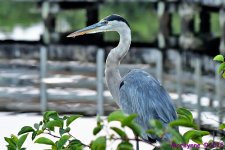 DSC_6627_001.JPG