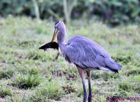 DSC_6630_001.JPG