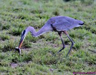 DSC_6639_001.JPG