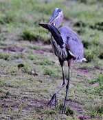 DSC_6642_001.JPG