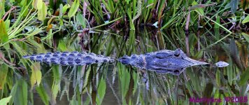 DSC_6683_001.JPG