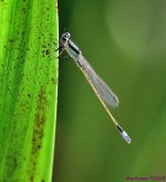DSC_6706_001.JPG