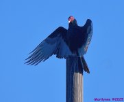 DSC_6774_001.JPG