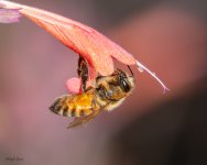 BeeFlower -303.jpg