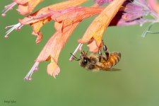BeeUnderFlowers-295.jpg
