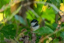 RD5_9570-Edit.jpg