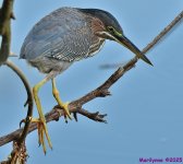DSC_6786_001.JPG