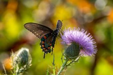 RD5_9450-Edit.jpg