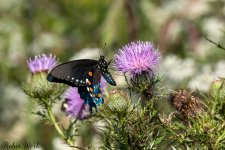 RD5_9462-Edit.jpg