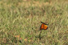 RD5_9390-Edit.jpg