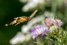 RD5_9508-Edit.jpg