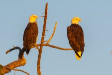EaglePairSunrise-302.jpg