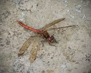 Common Red Darter-2_DSC3046.jpg