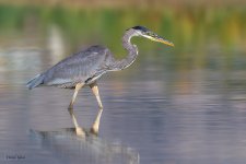 GBHFishSeries-400.jpg