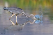 GBHFishSeries-401.jpg