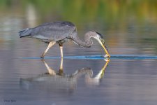 GBHFishSeries-402.jpg