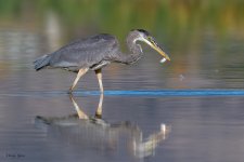 GBHFishSeries-403.jpg