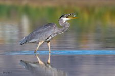 GBHFishSeries-404.jpg