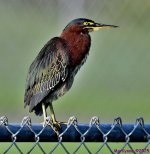 DSC_6963_001.JPG