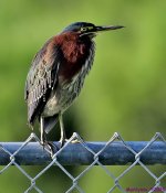 DSC_6970_001.JPG