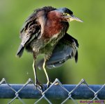 DSC_6971_001.JPG