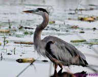 DSC_6975_001.JPG