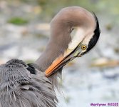 DSC_6982_001.JPG