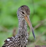 DSC_7051_001.JPG