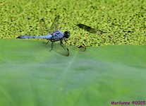 DSC_7062_001.JPG