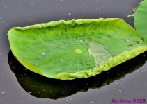 DSC_7079_001.JPG
