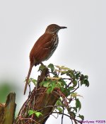 DSC_7100_001.JPG