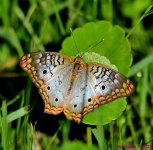 DSC_7103_001.JPG