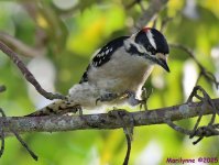 DSC_7107_001.JPG