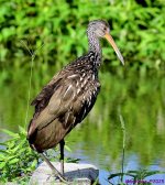 DSC_7138_001.JPG