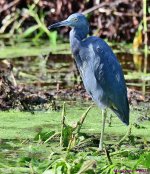DSC_7145_001.JPG