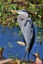 DSC_7174_001.JPG