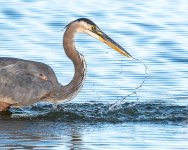GBHSplash-414.jpg