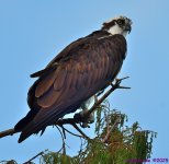 DSC_7206_001.JPG