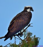 DSC_7209_001.JPG