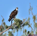 DSC_7270_001.JPG