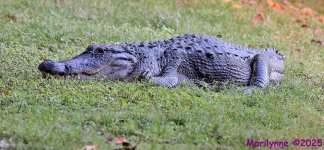DSC_7273_001.JPG