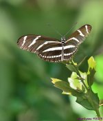 DSC_7276_001.JPG