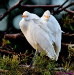 DSC_7287_001.JPG