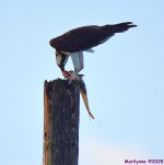 DSC_7301_001.JPG